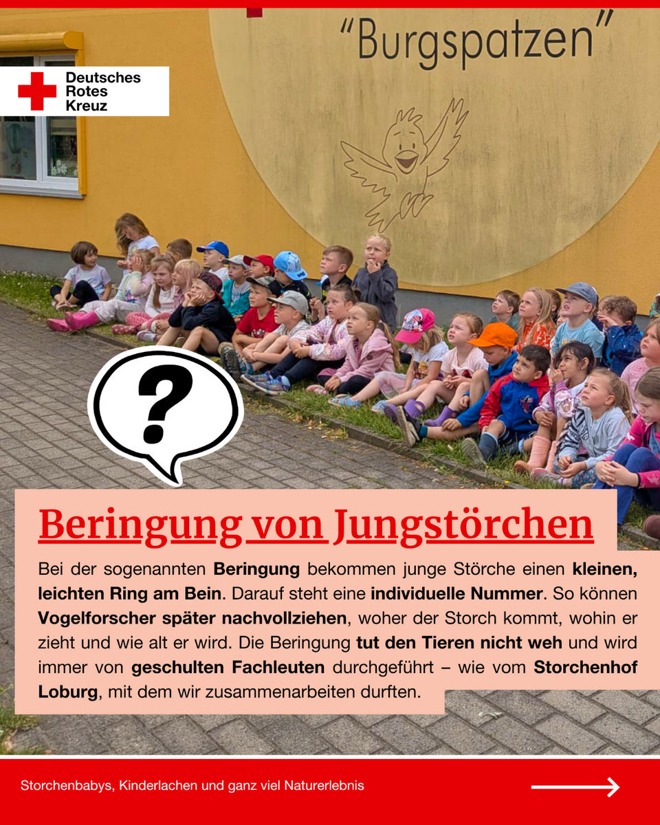 Eine Kindergruppe sitzt vor dem Gebäude der ITEK „Burgspatzen“ in Loburg. Darüber liegt ein Infotext zur Beringung von Jungstörchen mit erklärenden Abschnitten zur Kennzeichnung und Forschung. Links unten ist eine große Sprechblase mit einem Fragezeichen zu sehen.