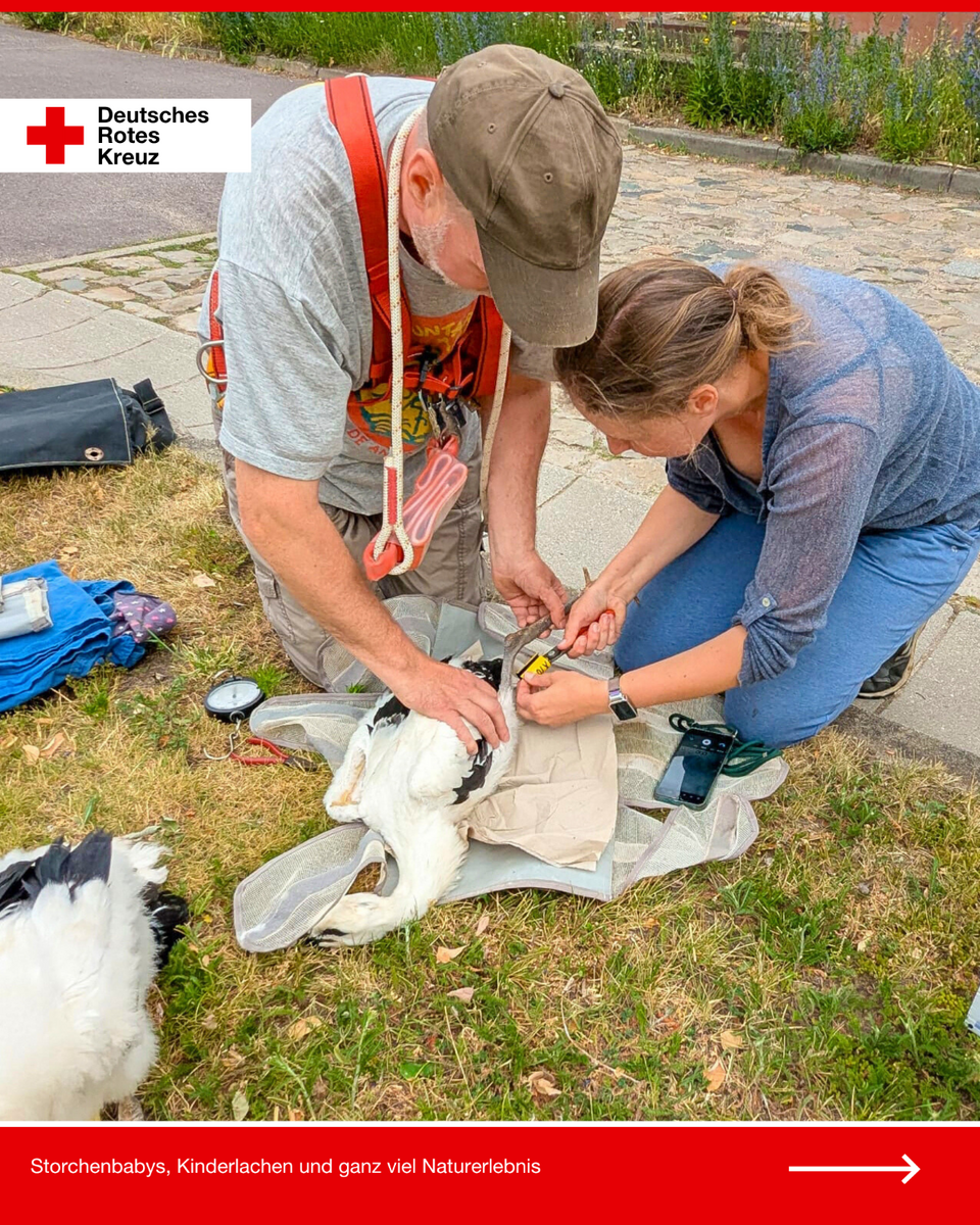 Eine Frau und ein Mann bringen einem jungen Storch, der auf einem Tuch auf dem Boden liegt, behutsam einen Ring am Bein an. Die Frau hält das Bein ruhig, der Mann nutzt eine Zange zum Fixieren des Rings. Der Storch wird vorsichtig behandelt.