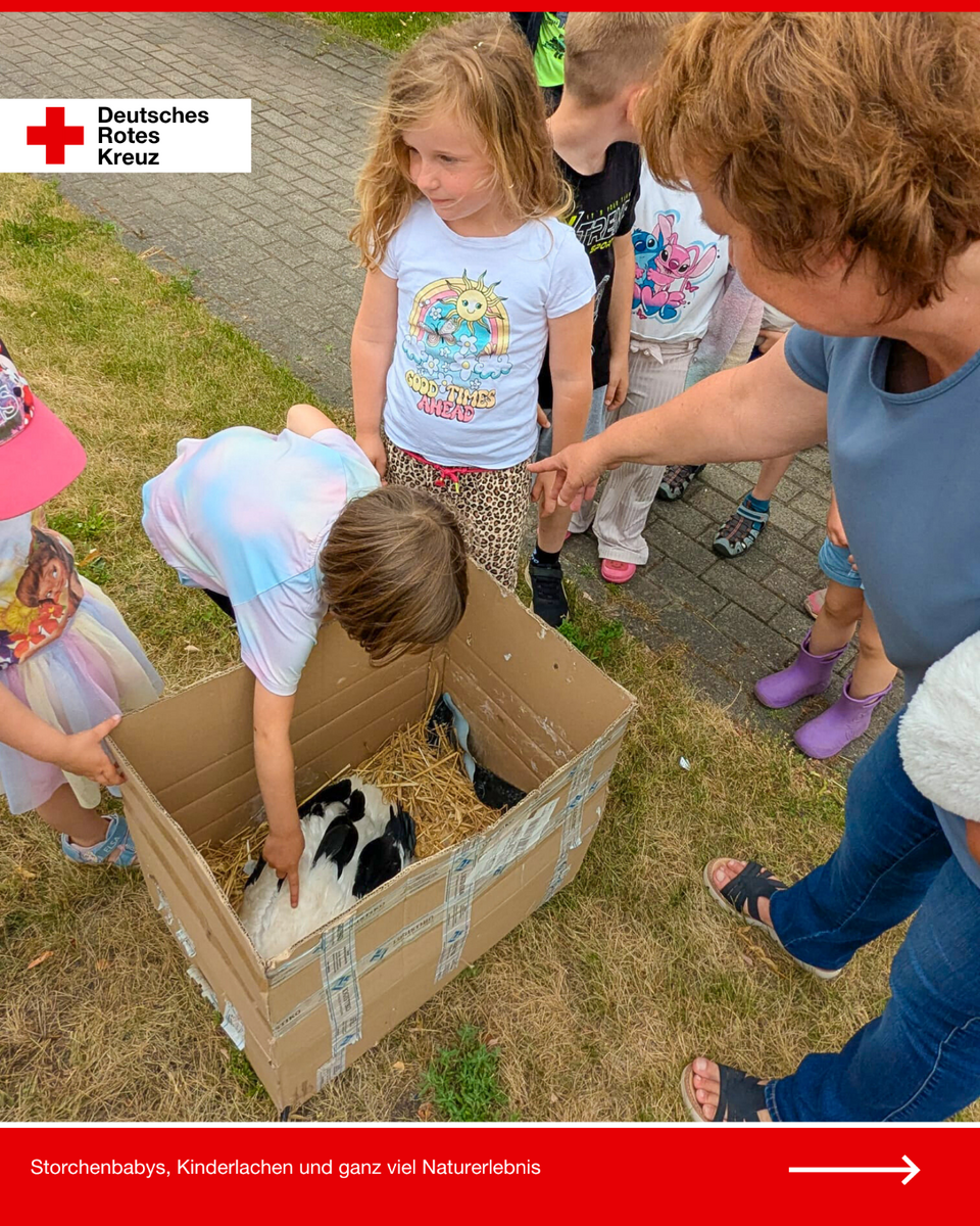 Eine Gruppe Kita-Kinder steht rund um einen Pappkarton mit Stroh, in dem ein junger Storch liegt. Ein Kind beugt sich vorsichtig vor und berührt den Vogel sanft mit dem Finger. Eine Erzieherin zeigt auf das Tier, andere Kinder schauen neugierig zu.