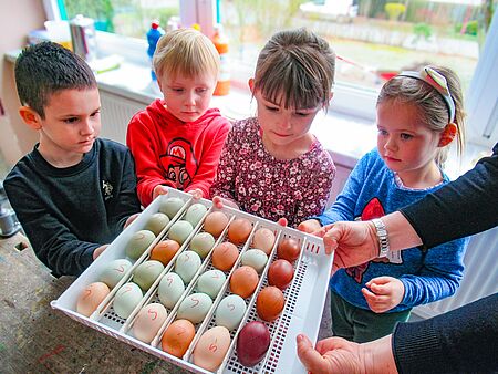 Kinder der DRK-Kita „Rasselbande“ in Genthin beobachten gespannt die Entwicklung von Hühnereiern im Brutschrank und erleben hautnah, wie neues Leben entsteht.
