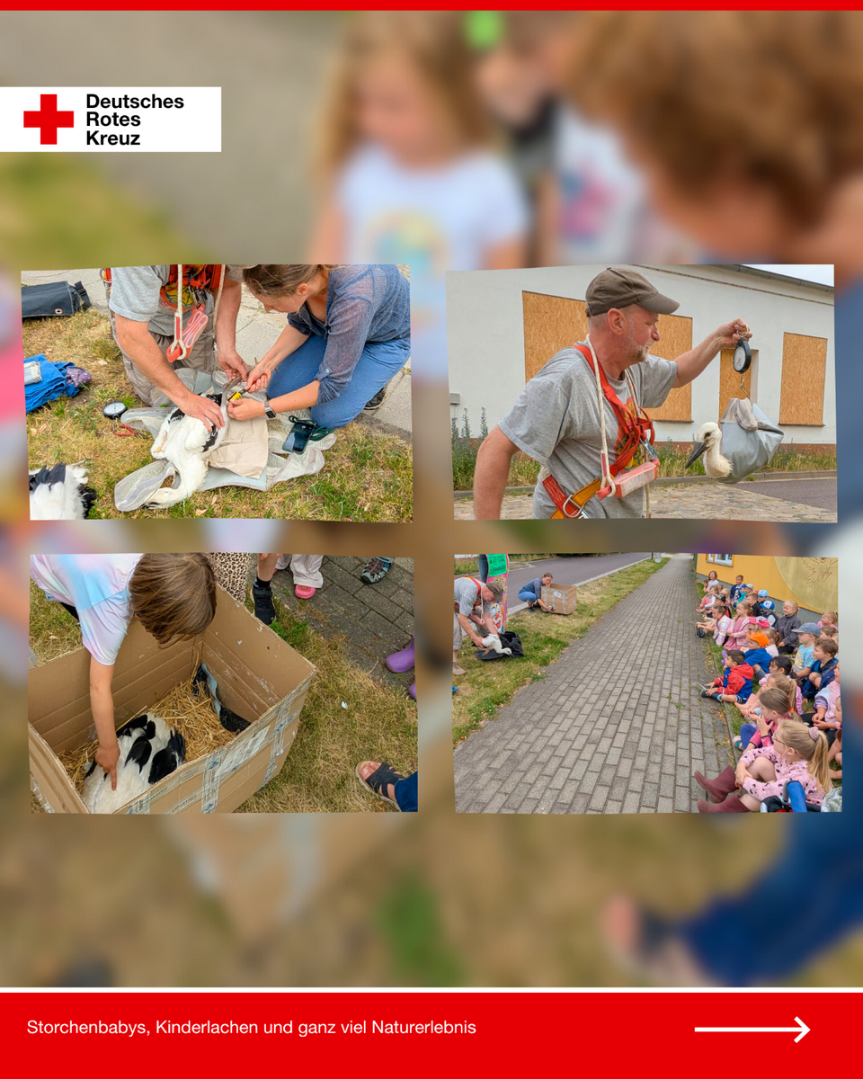 Collage aus fünf Bildern: Zwei Fachkräfte bringen einem Storch einen Ring an, ein Jungstorch wird gewogen, Kinder berühren einen Storch in einem Karton, und eine Übersicht zeigt die Kindergruppe beim Zuschauen.